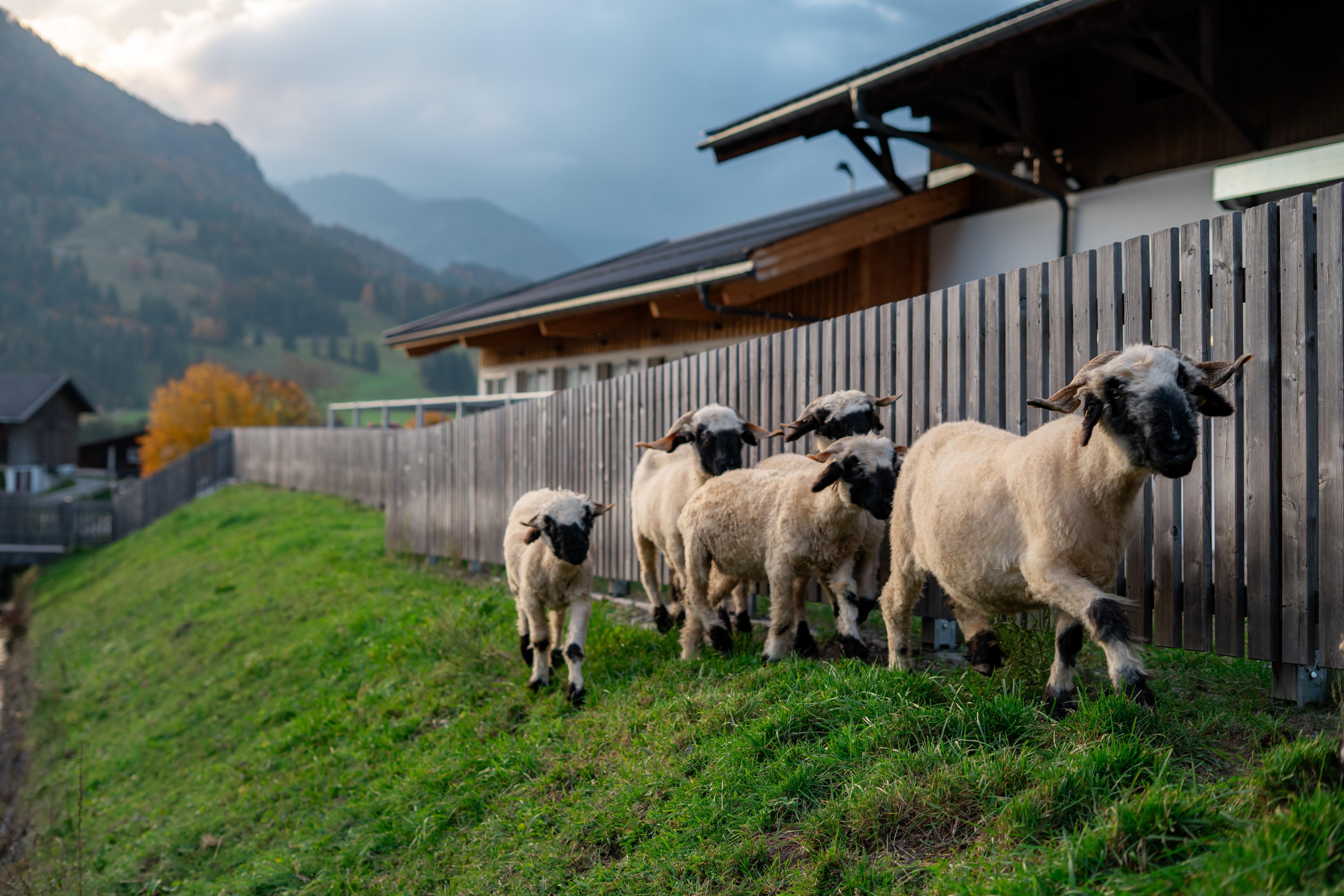 A group of sheep grazes by a fence. In the background, mountains and a residential house can be seen.