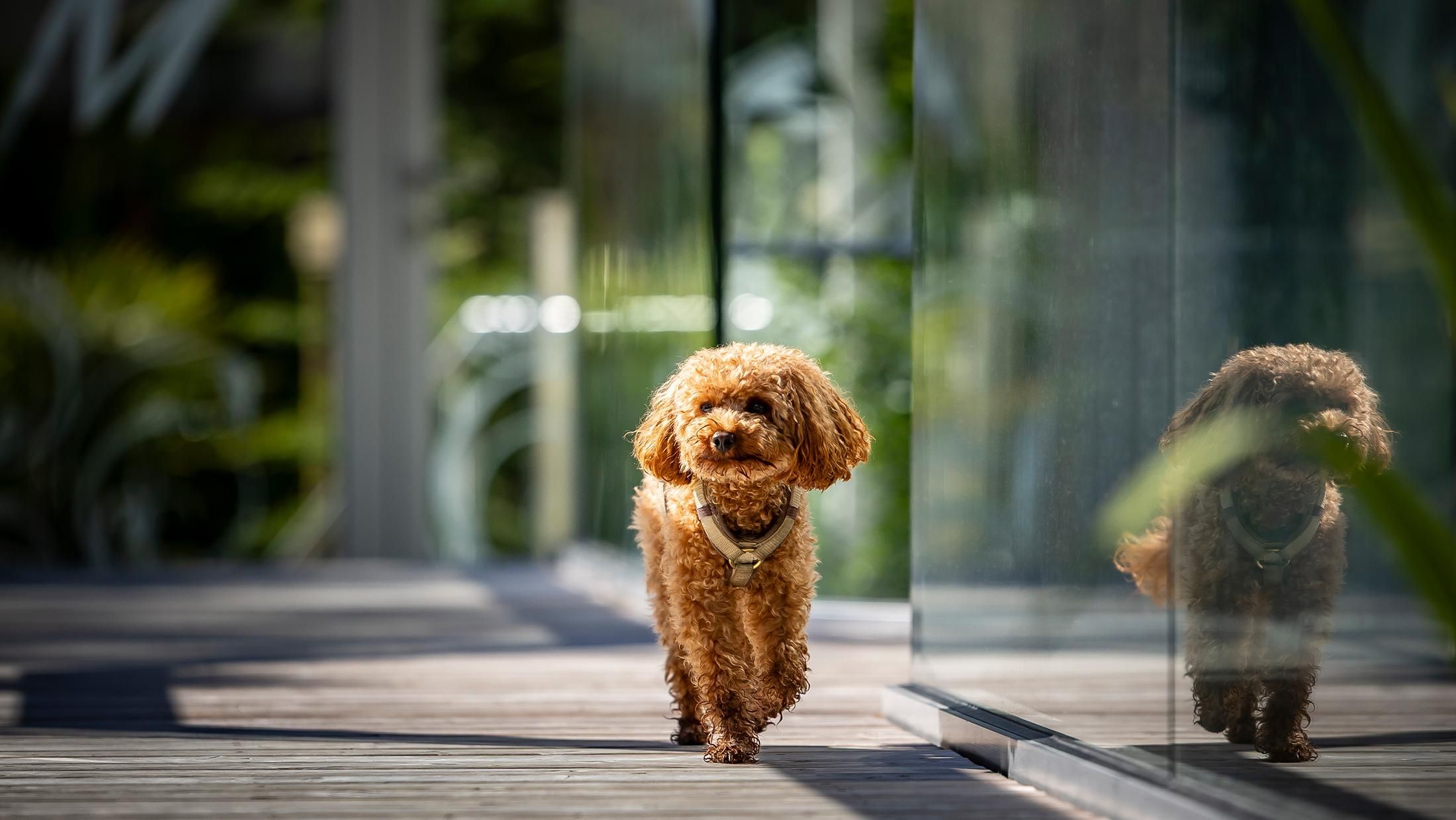 A small, brown dog is running on a wooden pavement next to a glass wall. The surroundings appear bright and cheerful.