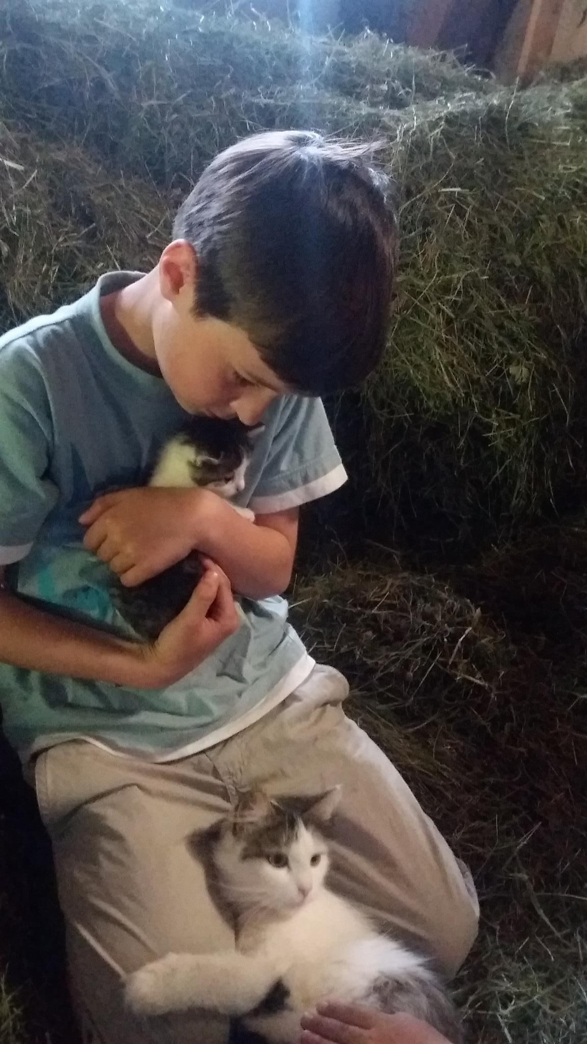 A boy is sitting on the floor in a barn, holding a cat in his arms. Another cat is relaxed on his lap.