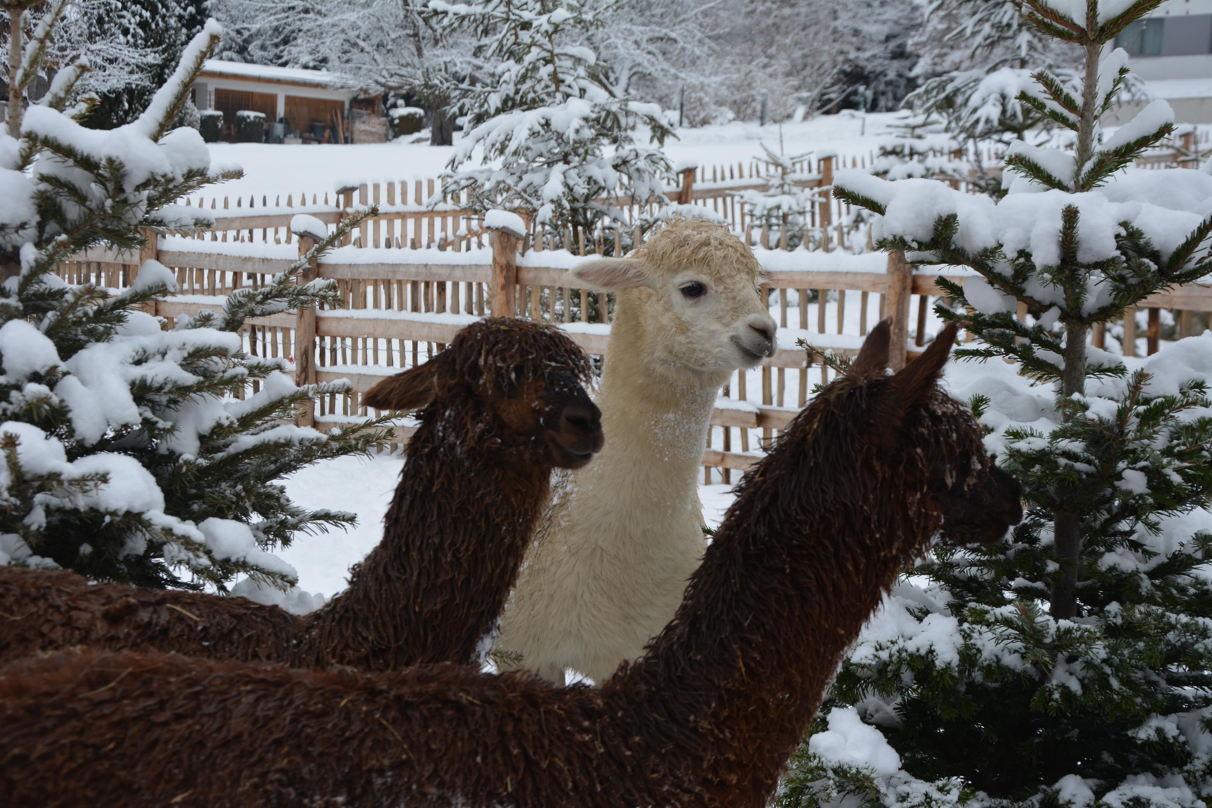 Three alpacas are standing in the snow between snow-covered trees. The surroundings appear wintry and peaceful.