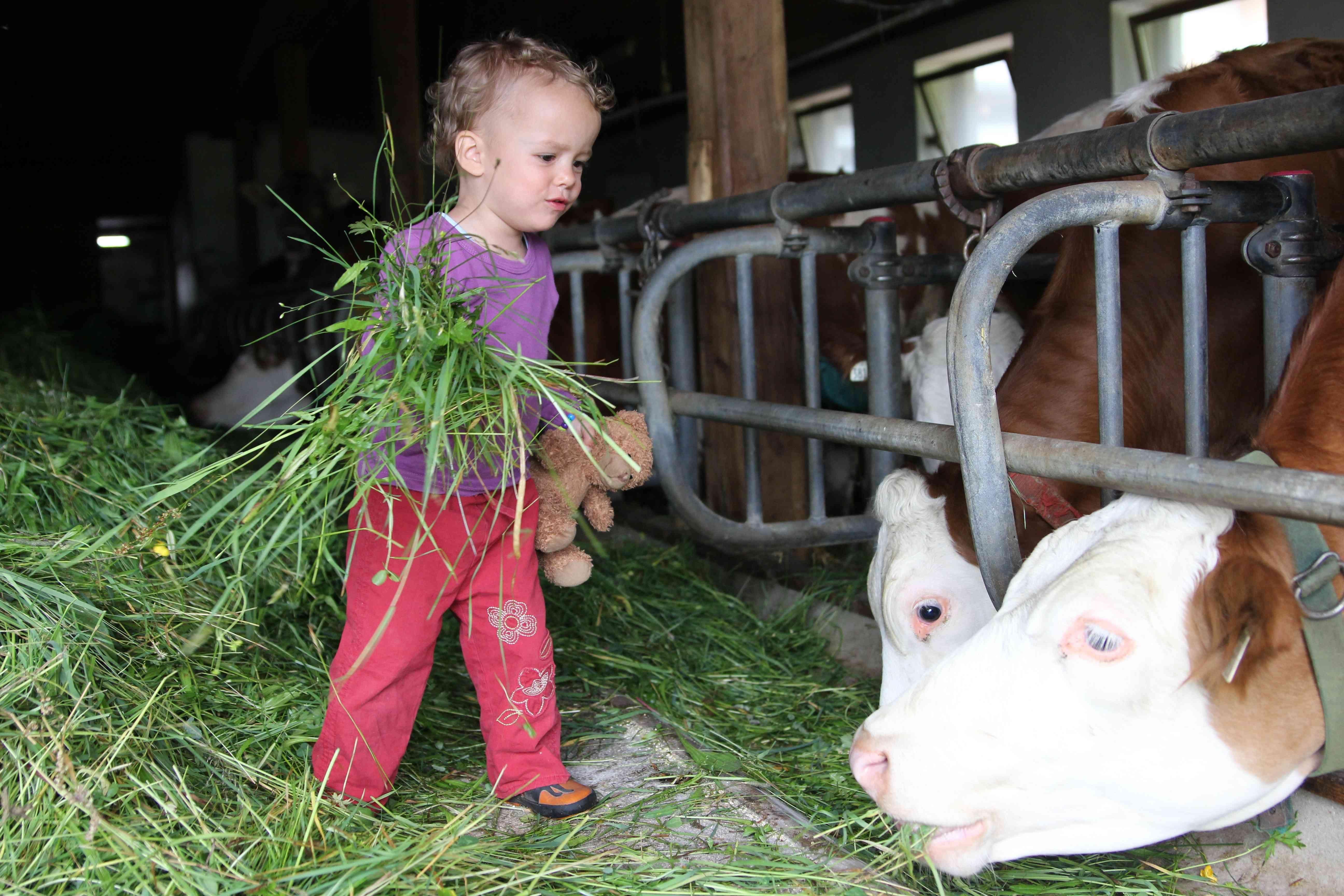A small child is standing in a barn holding grass in their hand. They are looking at a cow that is watching curiously.
