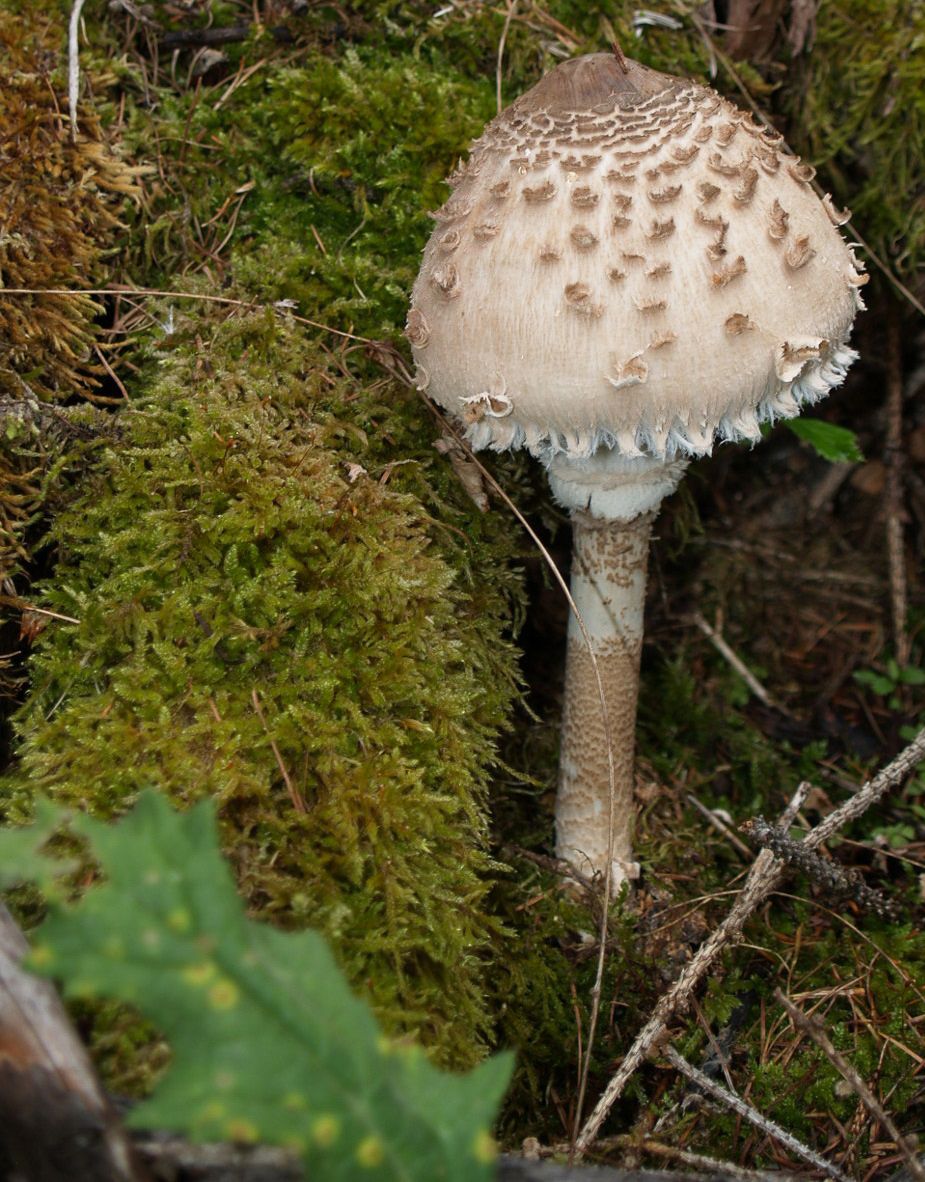 Ein Parasol Pilz auf Moosboden