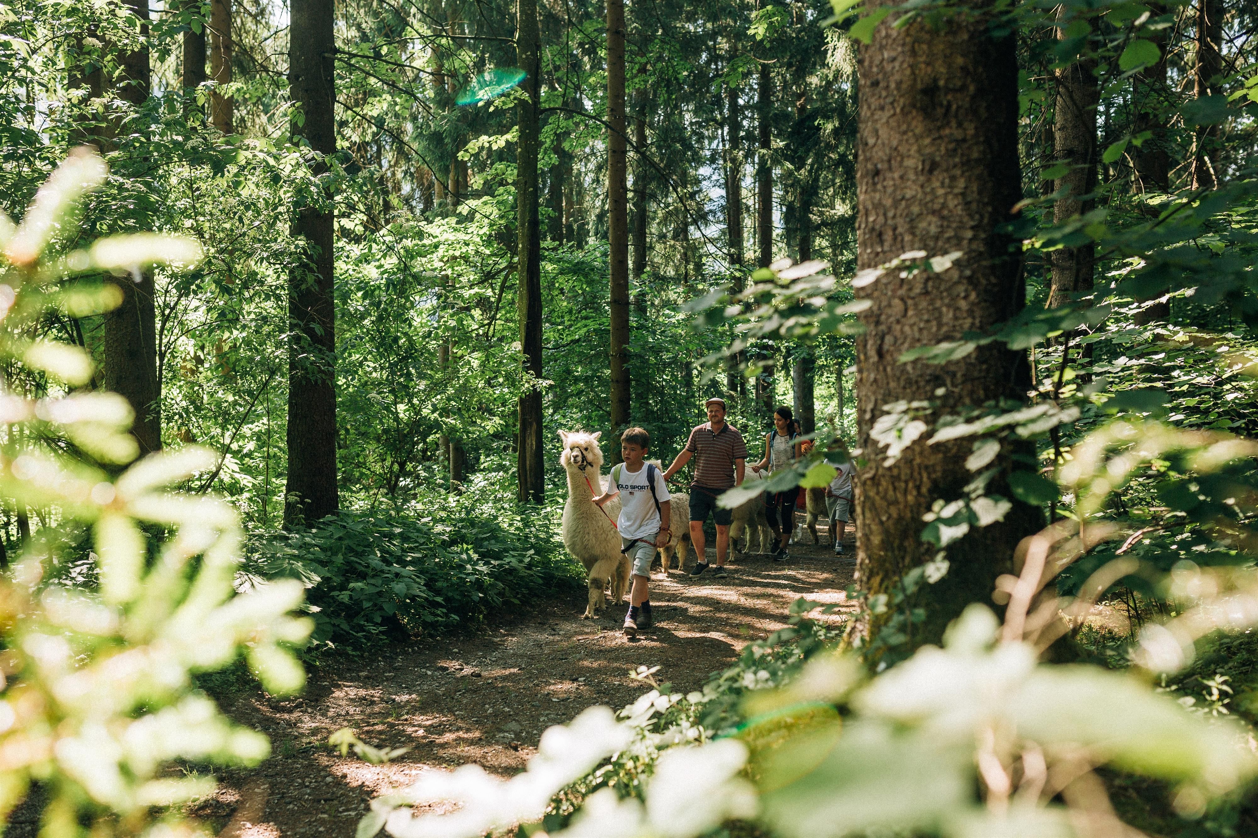 A group of people walks on a forest path, accompanied by a llama. Tall trees and lush greenery surround them.