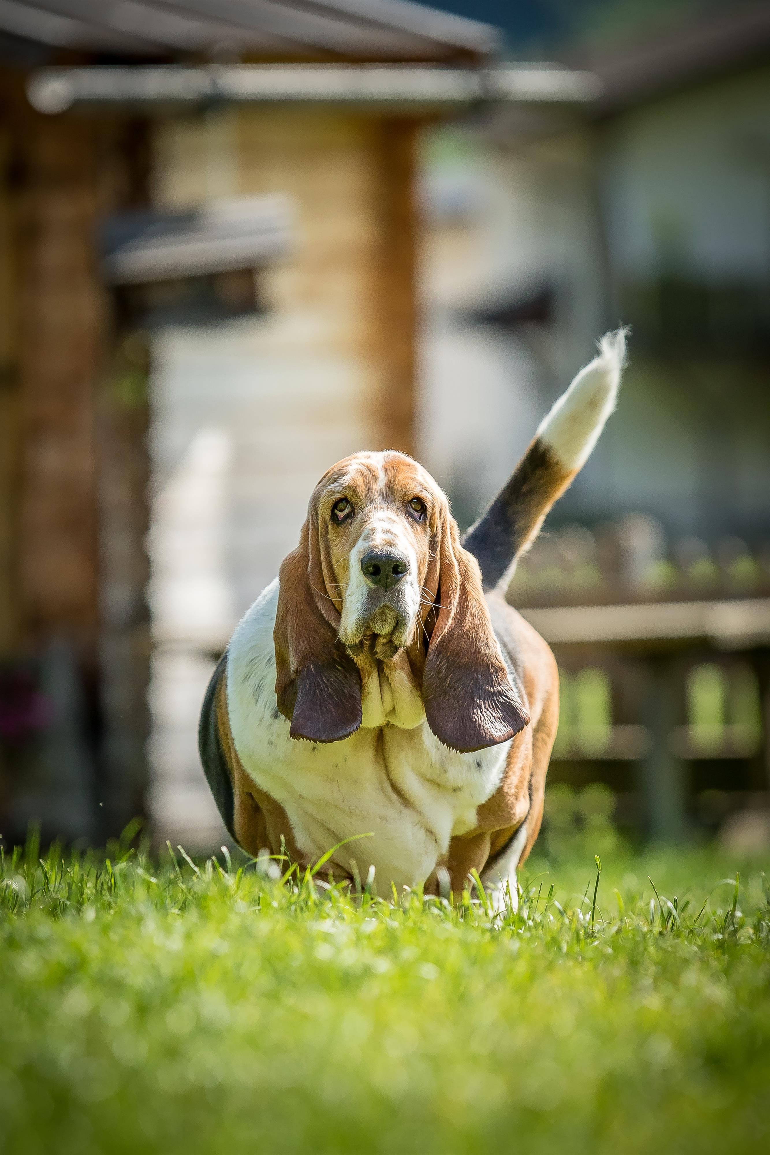 A Basset Hound is running through the green grass. In the background, a wooden building and a sunny environment can be seen.
