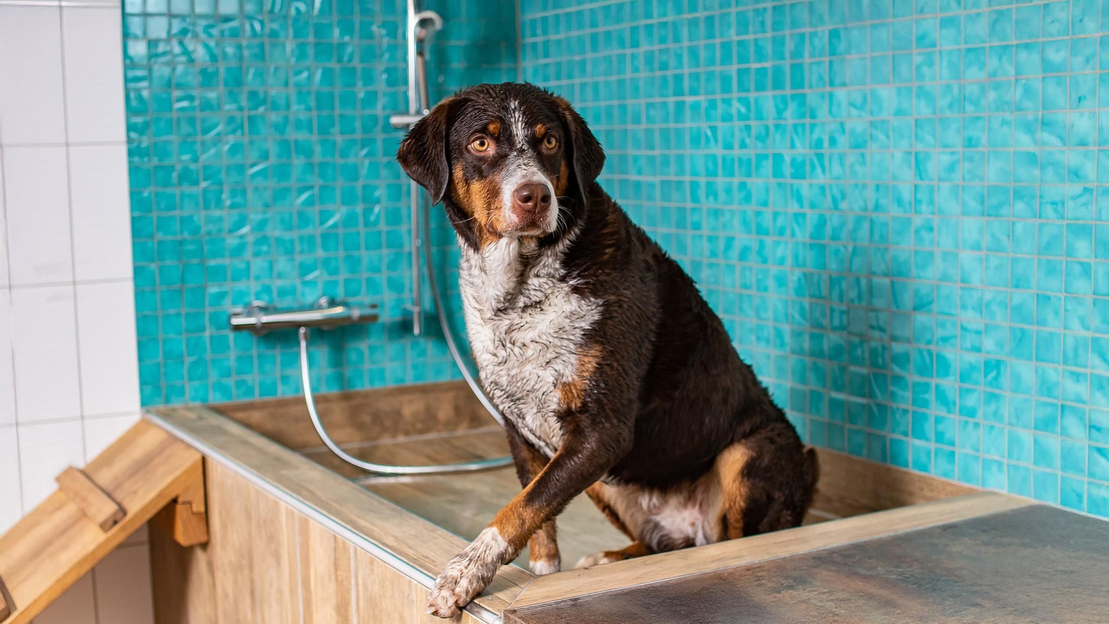Dog Laundromat