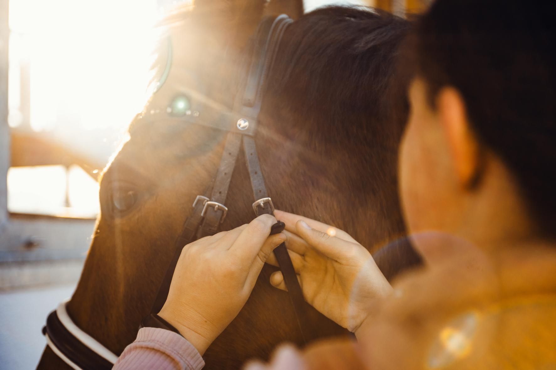 A person is strapping on a horse's harness. In the background, the sun is shining, creating a warm atmosphere.