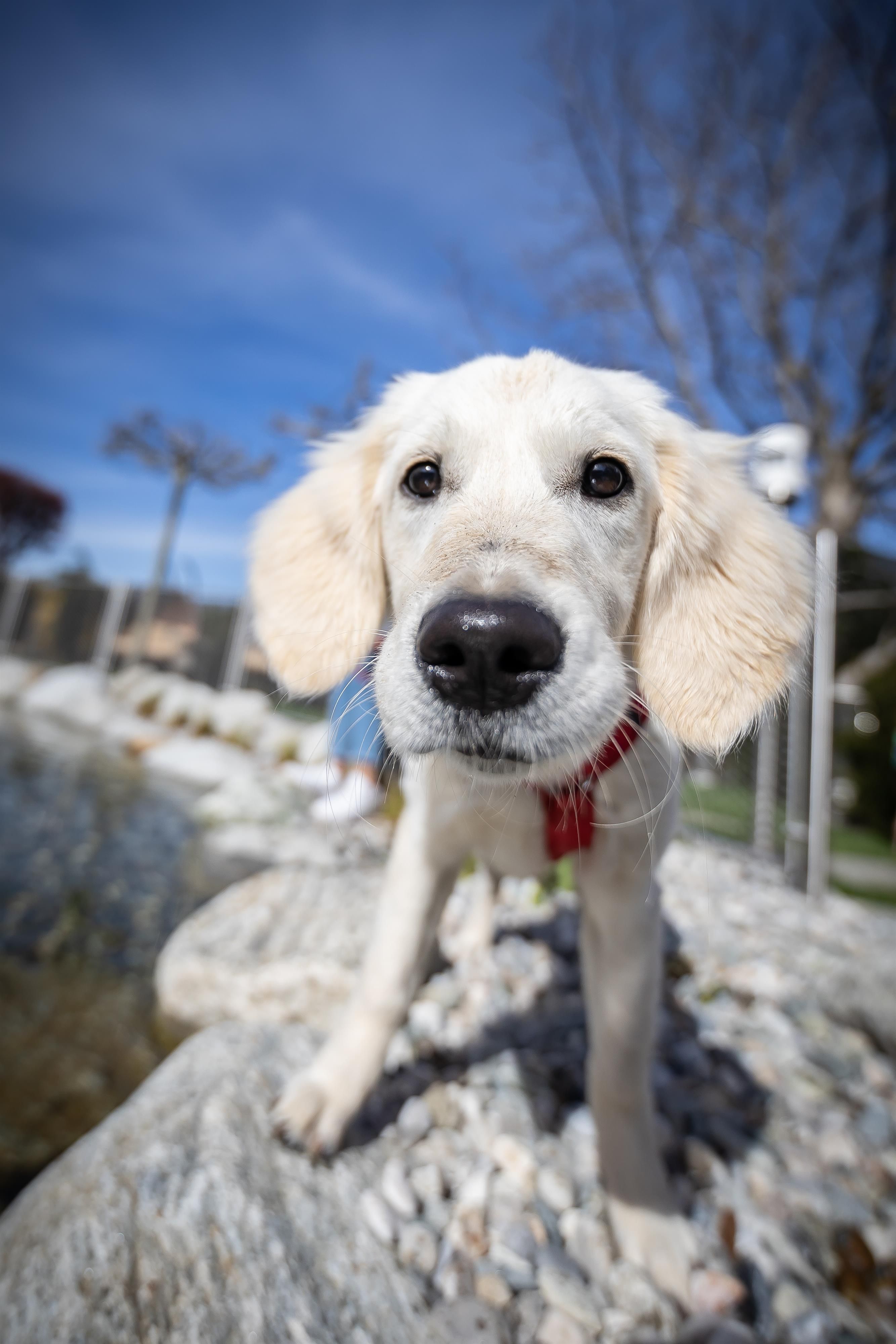 A sweet Labrador puppy stands on stones. The sky is blue and the surroundings seem friendly.