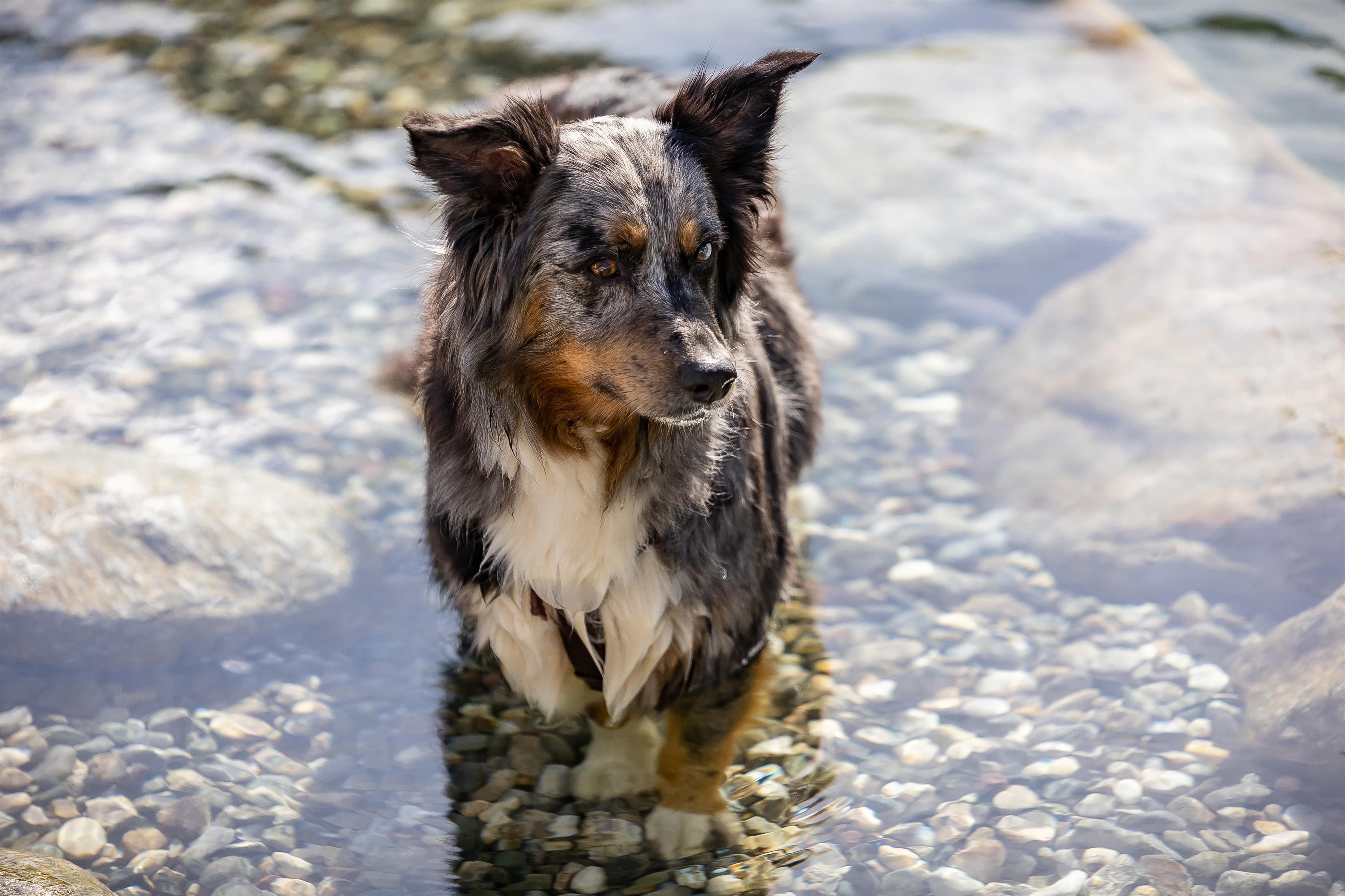 Our dog's swimming pond