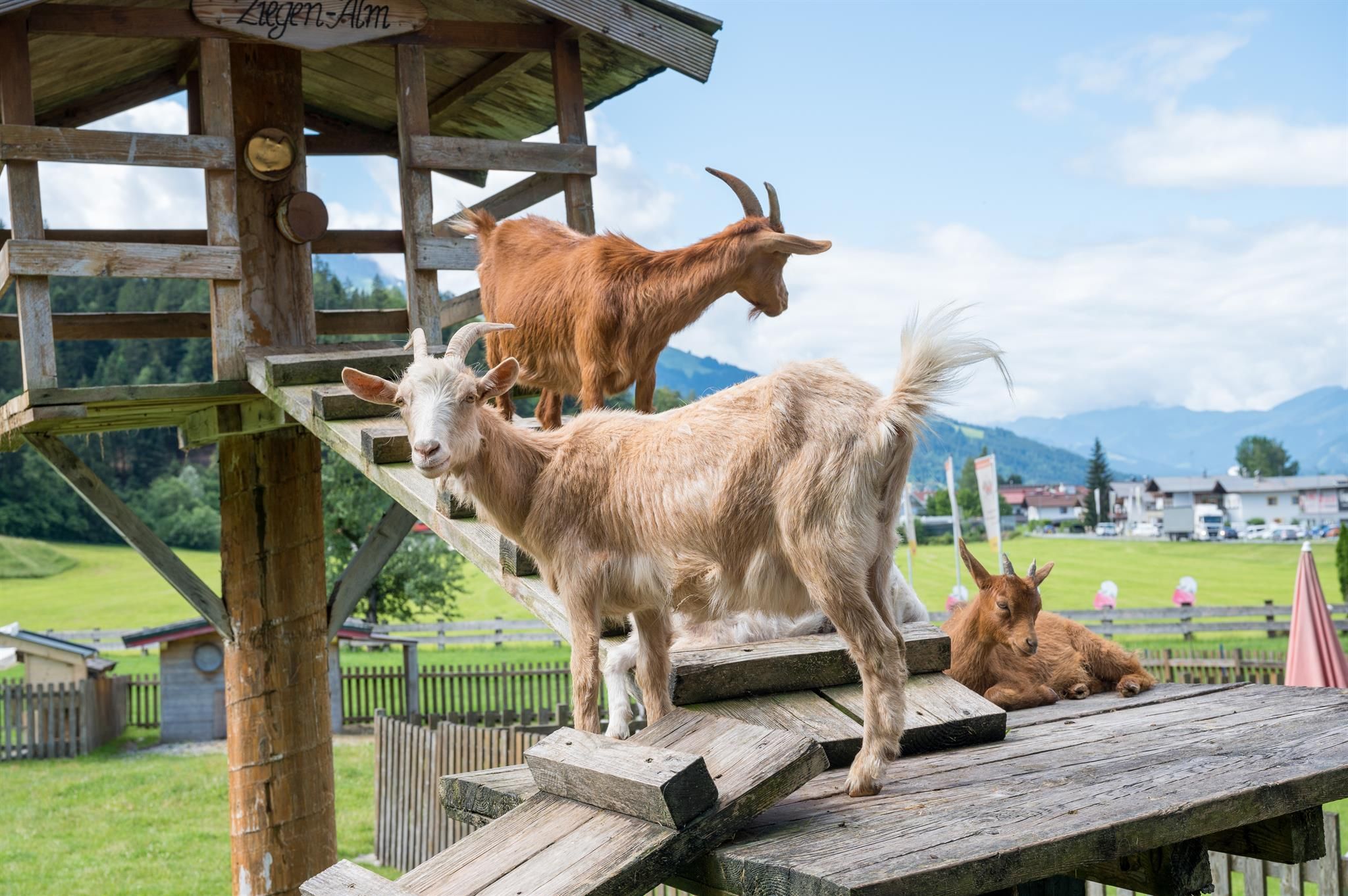 Three goats are playing on a wooden structure in a rural setting. In the background, grasses and hills can be seen.