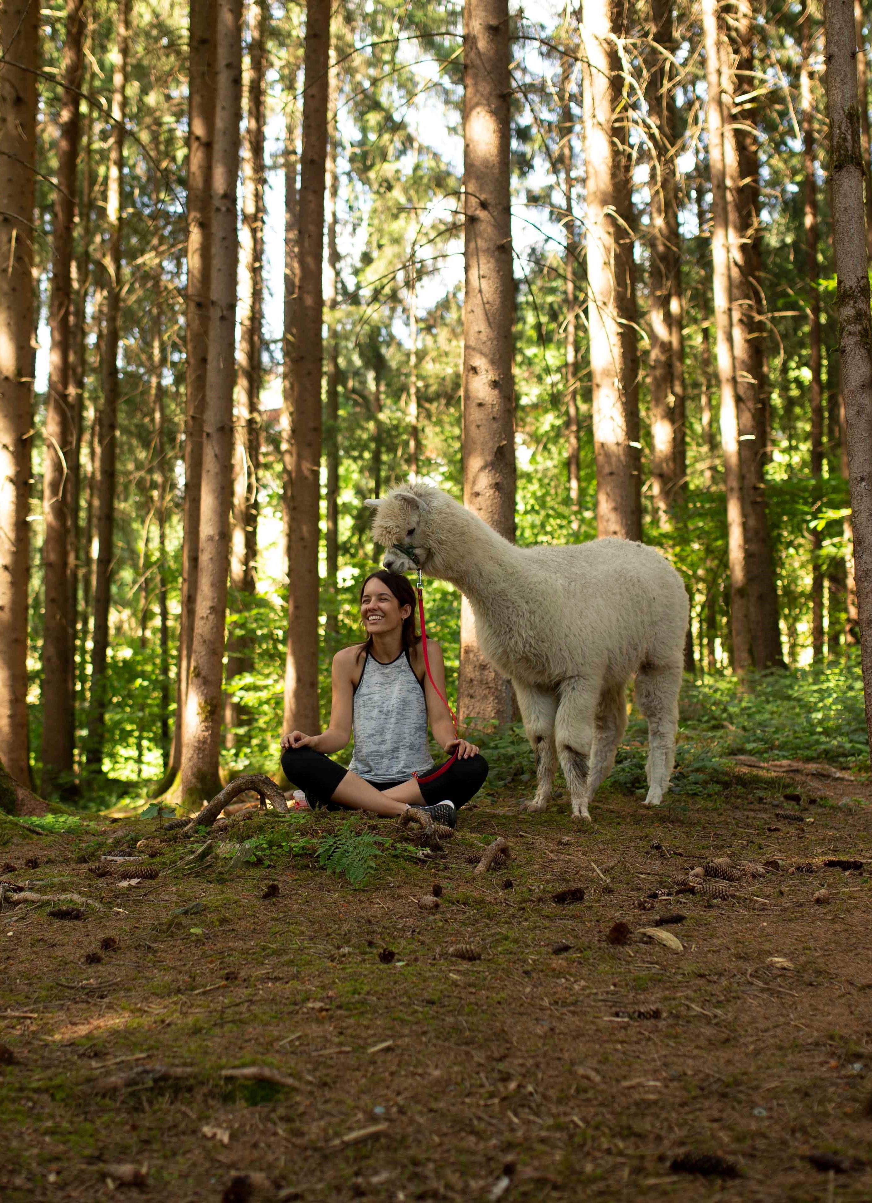 A woman is sitting in the forest and smiling at an alpaca. The forest is green and sunny, surrounded by tall trees.