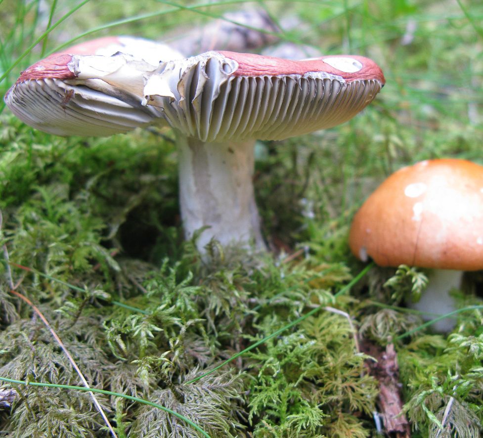 Graustieltäubling Pilz auf Waldboden