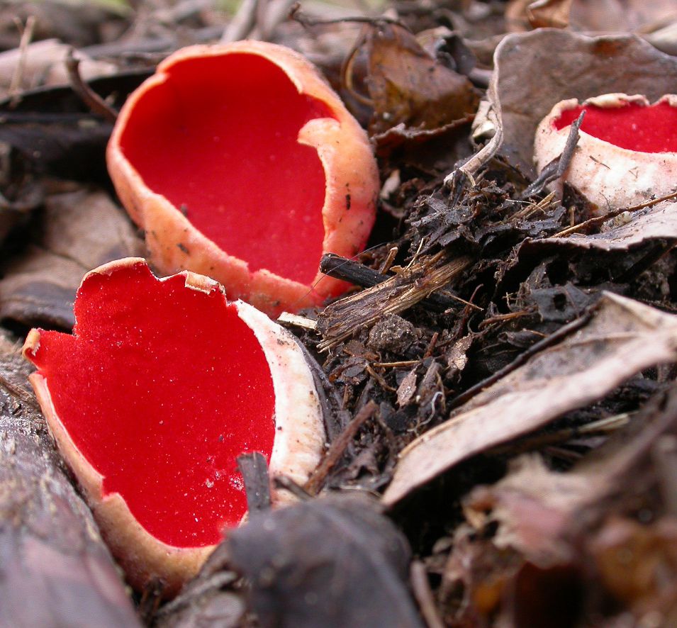 Knallrote Prachtbecherlinge auf Waldboden