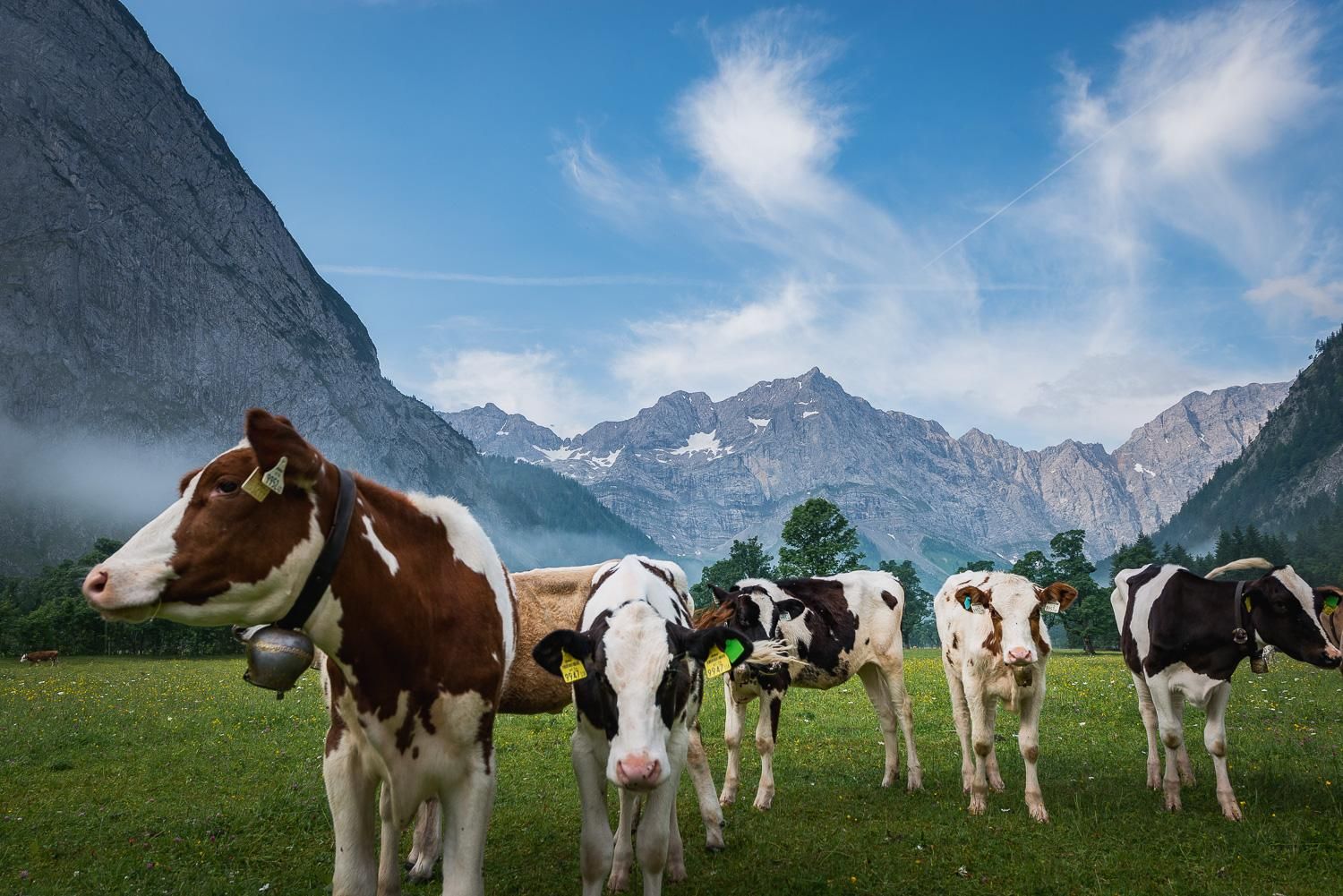 A group of cows is standing on a green meadow in front of an impressive mountain landscape. The sky is clear with a few clouds.