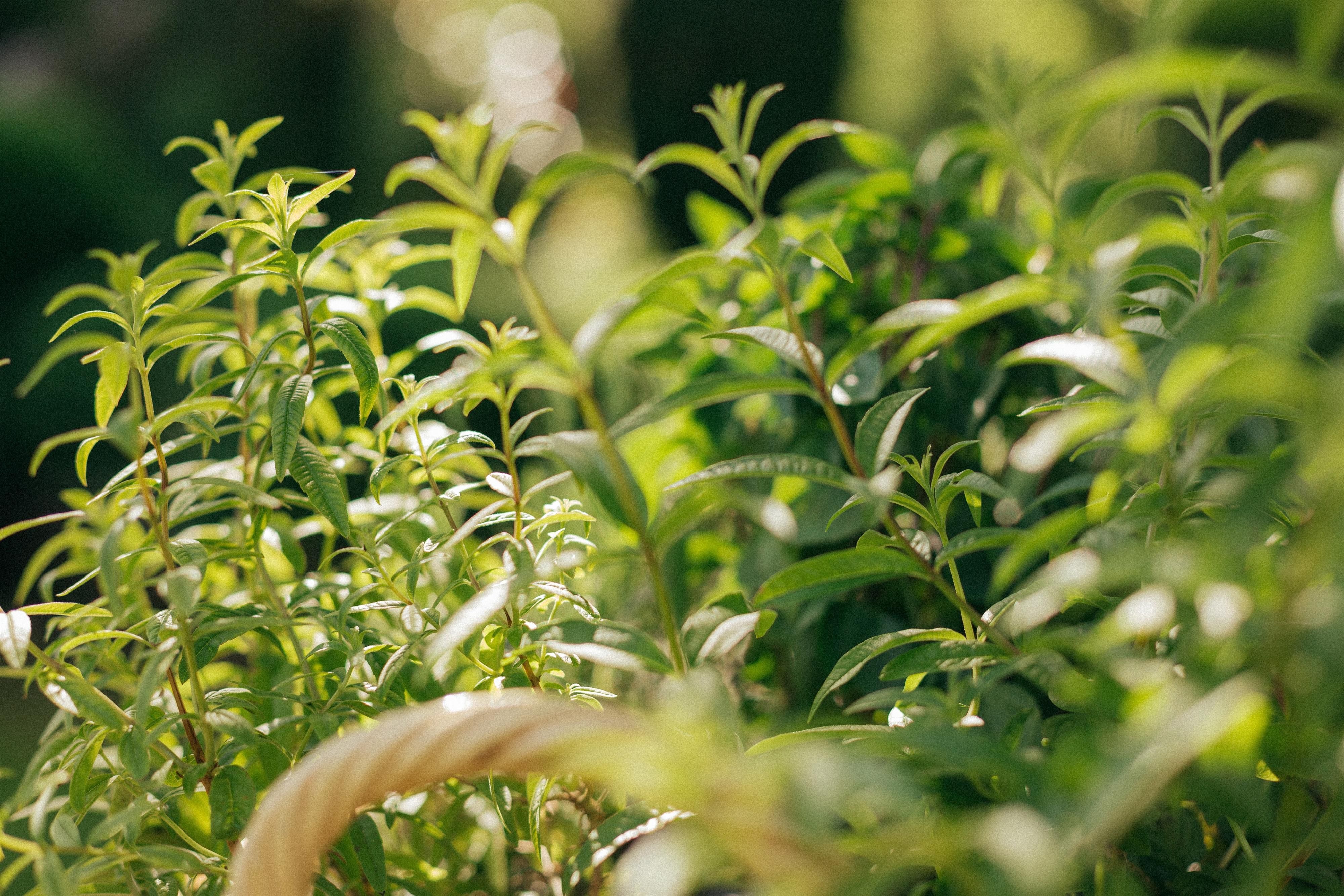 A close-up view of fresh, green herbs. In the foreground, a basket is visible, surrounding the plants.