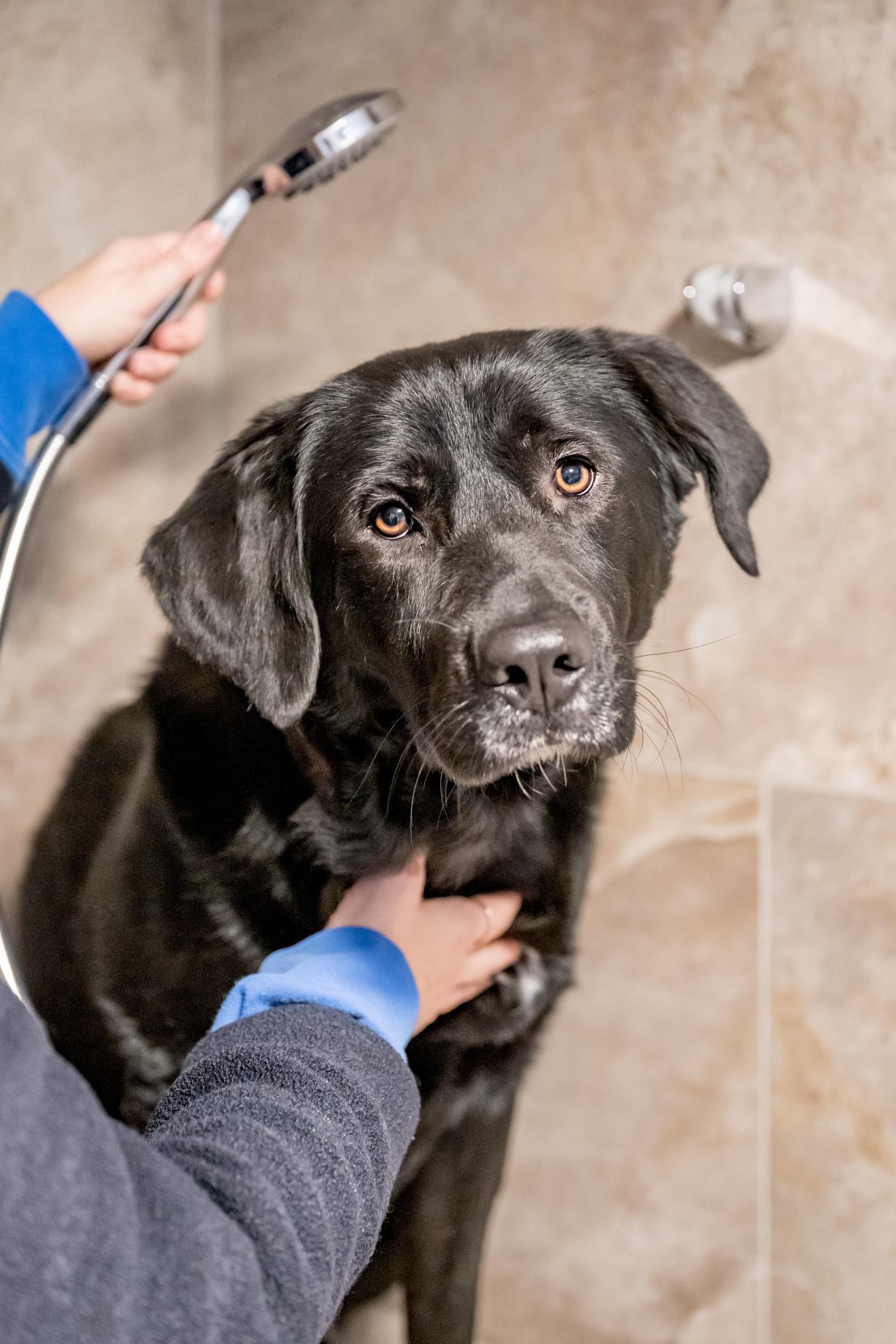 A black dog is being gently washed under the shower. The person is holding a shower head in their hand and the dog looks curious.
