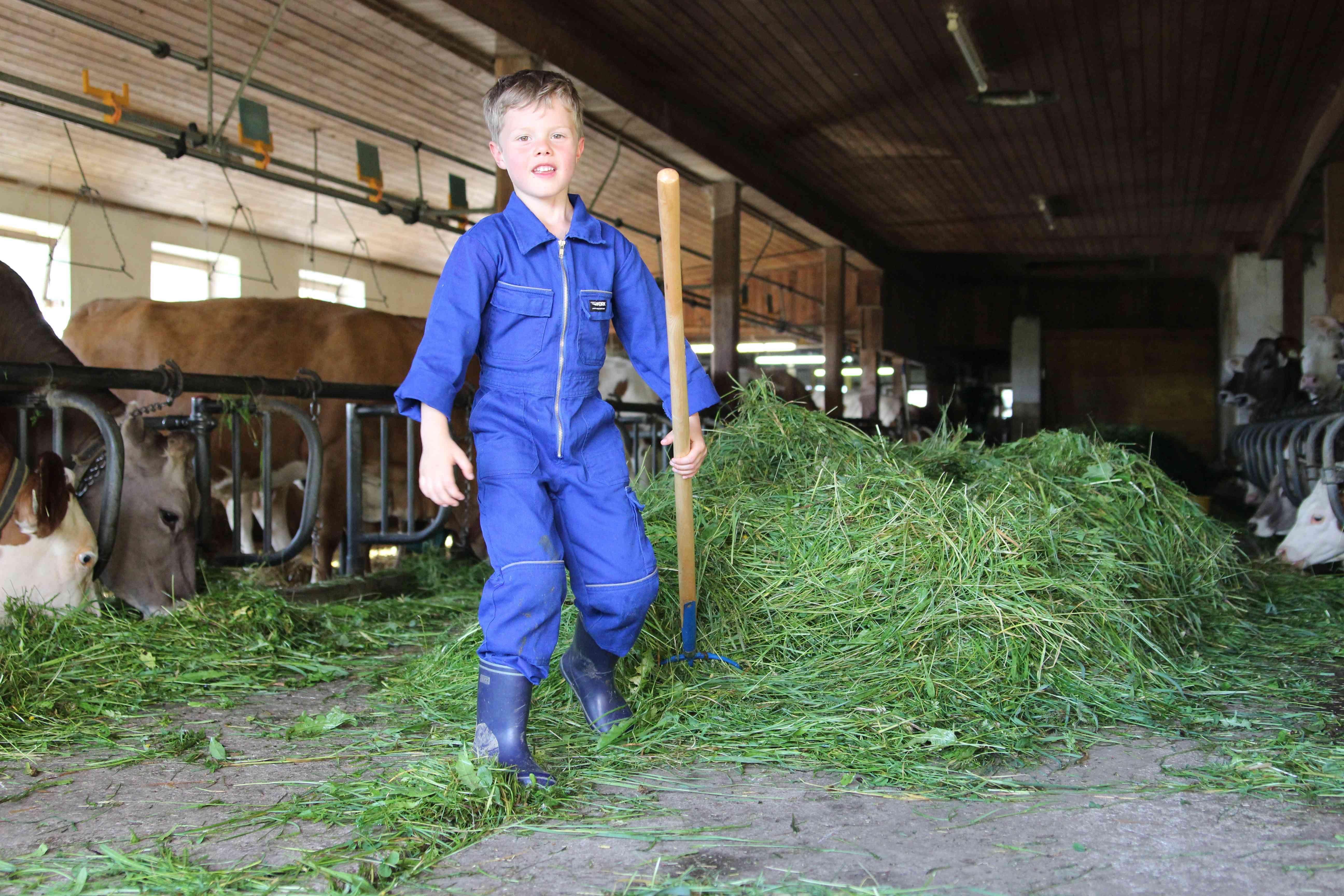 A boy in blue work clothes stands in a barn holding a pitchfork. Fresh hay and cows are lying around him.